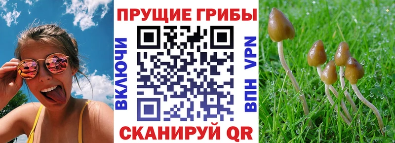где продают наркотики  Спас-Деменск  Галлюциногенные грибы мицелий 